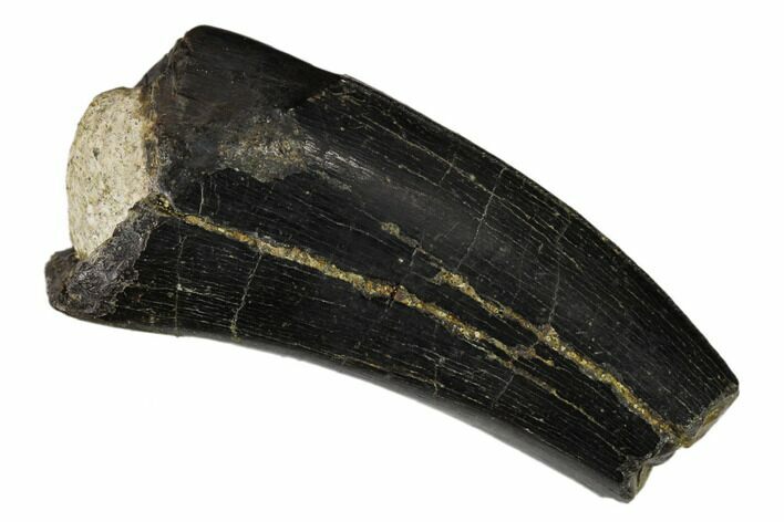 Serrated, Partial Tyrannosaur Tooth - Two Medicine Formation #149112